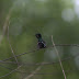 Festive Coquette, Lophornis chalybeus