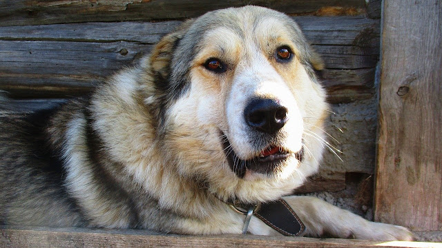 Caucasian Shepherd Dog