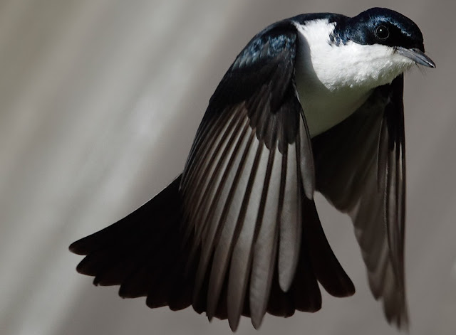 Arti Mimpi Menangkap Burung