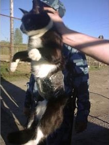  Cat detained on illegal mission at Russian prison