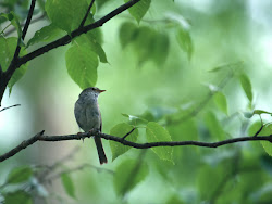 gambar burung kecil, foto burung, wallpaper burung