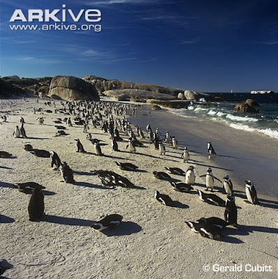 African Penguin habitat