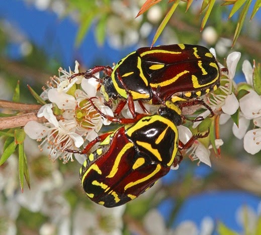 Amazing Pictures of Animals, Photo, Nature, Incredibel, Funny, Zoo, Eupoecila australasiae, fiddler beetle or rose chafer, Insecta, Alex (11)