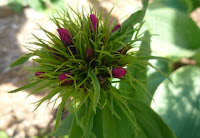 Dianthus in bud