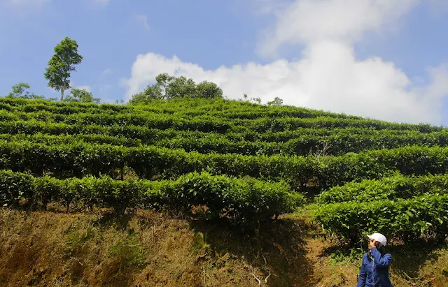 Berwisata Ke Kebun Teh Nglinggo Samigaluh, Kulon Progo