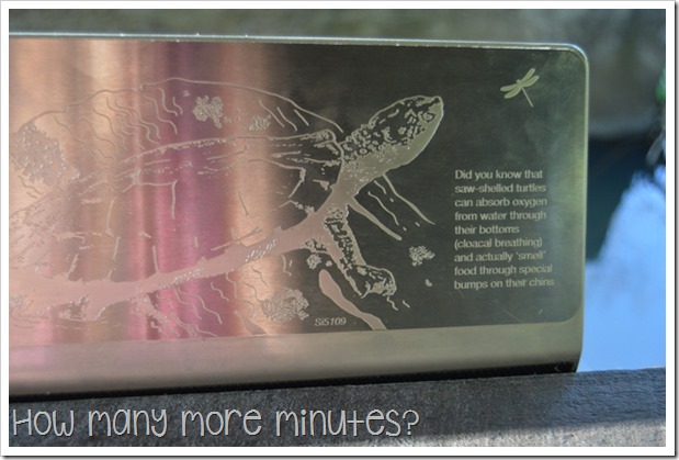 Platypus Viewing at Eungella | How Many More Minutes?