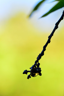 mango tree stem with water drop and bokeh