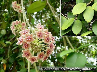 Wax Flower (Hoya diversifolia)