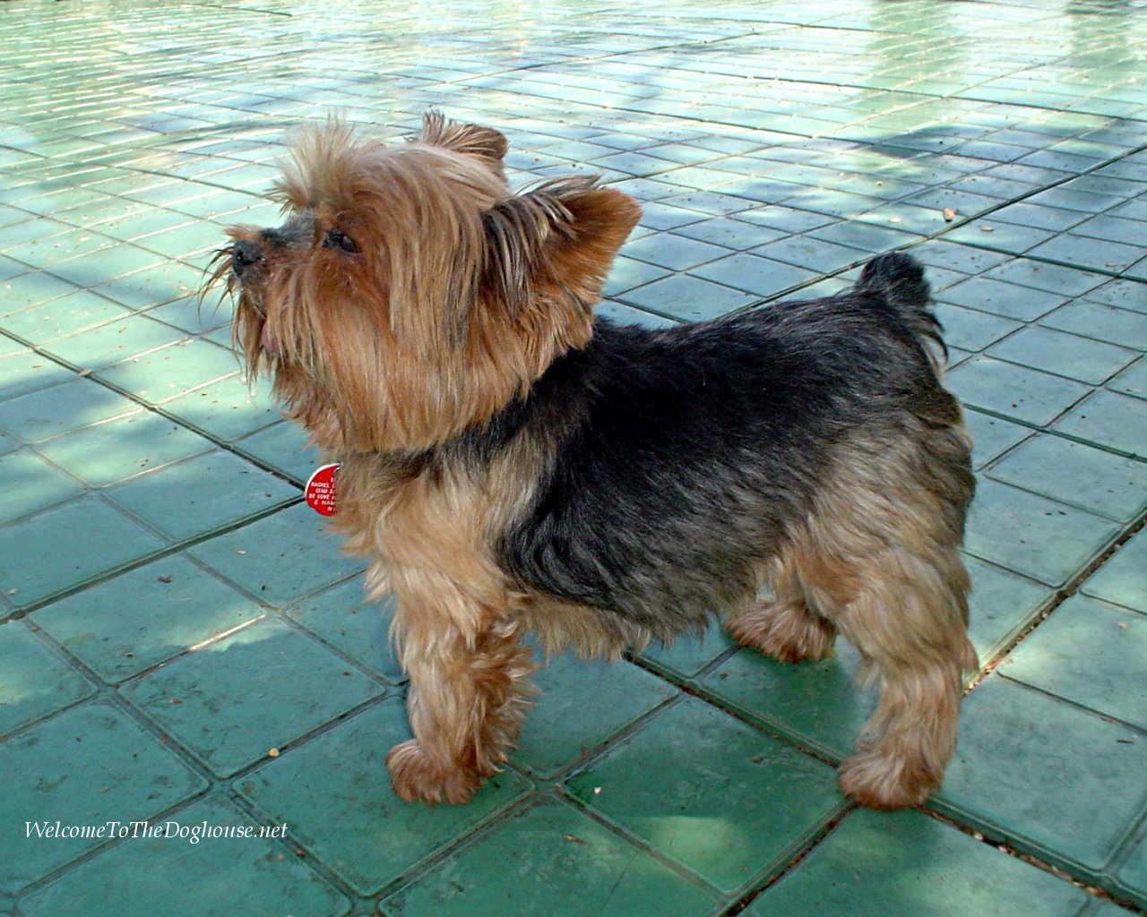 Beautifuls Yorkshire Terrier Pics title=