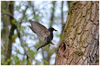 Szpak zwyczajny (Sturnus vulgaris)