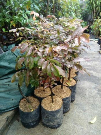 pohon kelengkeng merah harga Tual