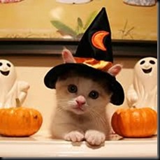 kitten costume