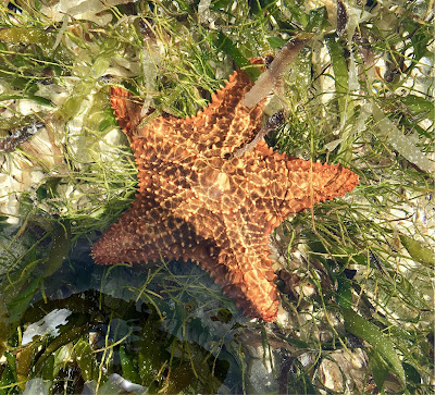 Starfish