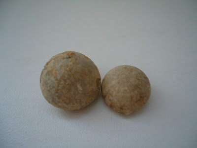 Two Fossils Sea Urchin Echinoid