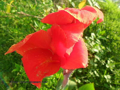 Indian shot, Canna indica