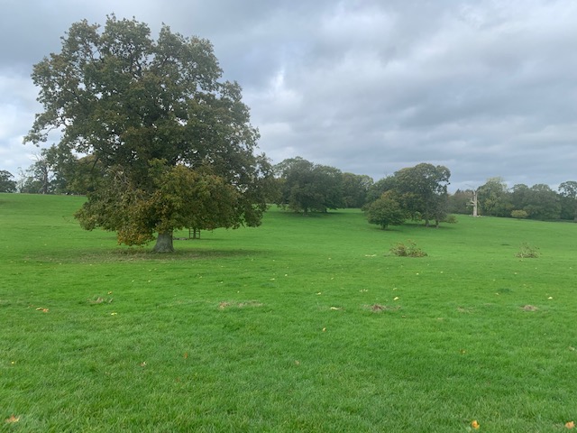 Green field of rolling hills, with a few trees in the foreground