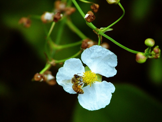 arrowhead flower
