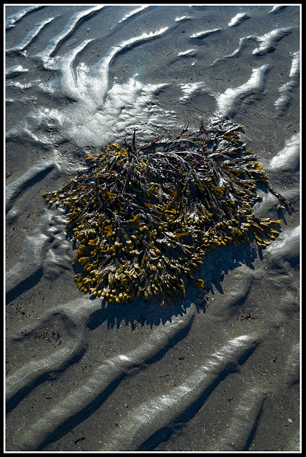 Sperry's Beach; Nova Scotia; Atlantic Maritimes