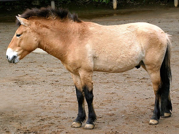 Przewalski's Horse