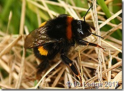 Bee1