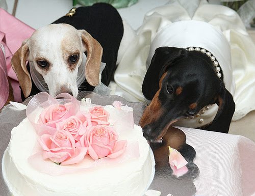  dog lover so the thought of incorporating my own dog into my wedding 