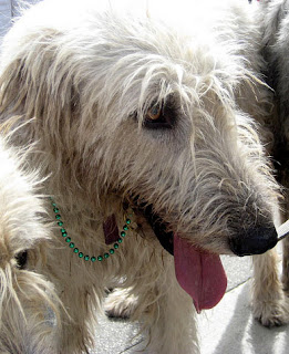 Irish Wolfhound by Jodi Marr