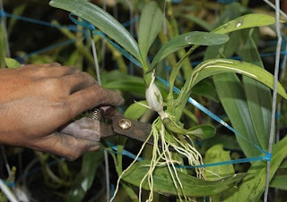 cara menanam anggrek bulan, cara menanam anggrek dari botol, cara menanam anggrek dengan media arang, Cara Menanam Anggrek POt, cara menanam anggrek vanda, 