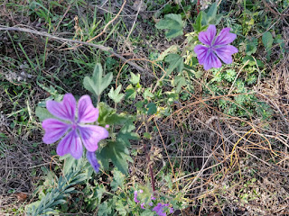 On the front field, some more flowers