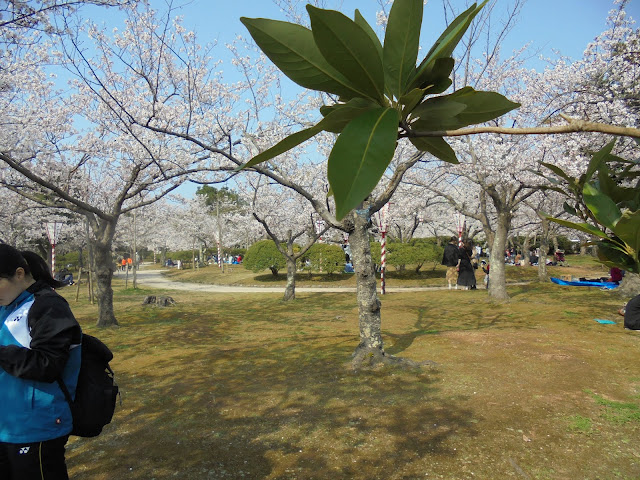 湊山公園のソメイヨシノ桜