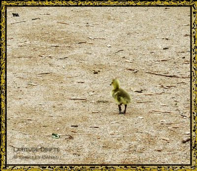 tiny gosling, alone on the road