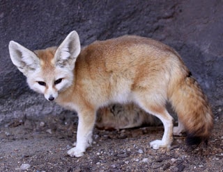 About Fennec Fox, Big Eared Desert Fox