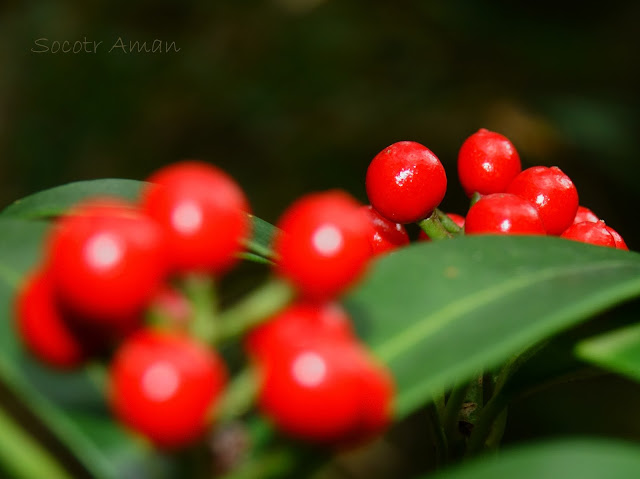 Skimmia japonica