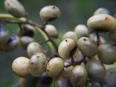 Molle de beber Lithraea molleoides