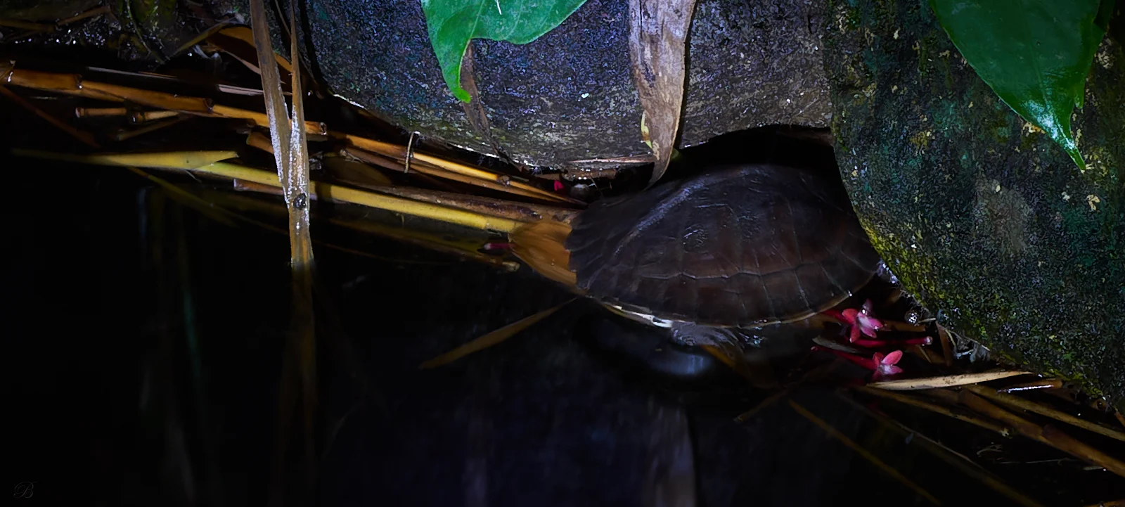 Turtles are amongst the shyest beings in our garden. Even at night they tend to hide. 