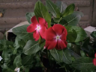 Red colored Madagascar Periwinkle flower