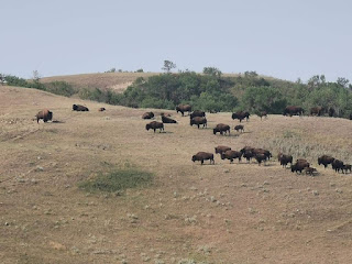 Bison herd at Buffalo Pound