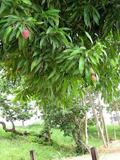 Mango tree, La Ceiba, Honduras