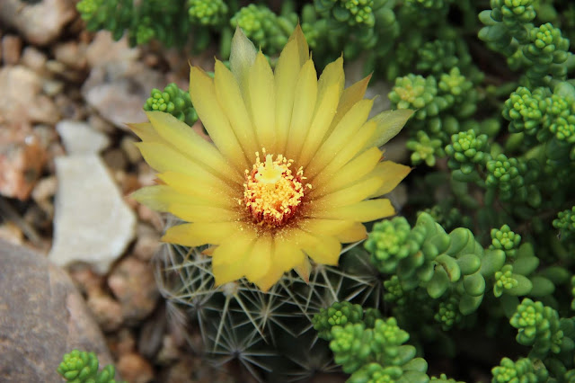 Pineapple Cactus