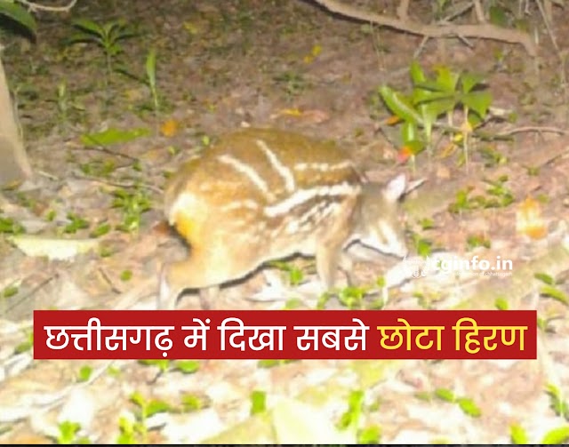 छत्तीसगढ़ में दिखा सबसे छोटा हिरण, फॉरेस्ट के कैमरे में कैद करीब 3 किलो का हिरण, Smallest deer seen in Chhattisgarh