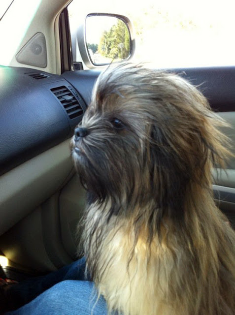 Cool Wookie Dog - Punch it Chewie Seen  On www.coolpicturegallery.us