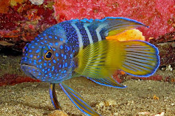 5000 Koleksi Ikan Hias Air Laut Blue Devil Terbaik