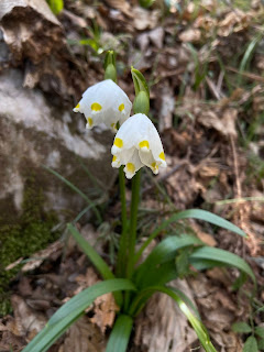 [Amaryllidaceae] Leucojum vernum – Spring Snowflake {Campanelle comuni}