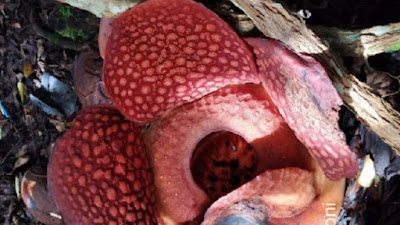 Lagi, Rafflesia Arnoldii Mekar Sempurna di Halaman Rumah Warga Palupuh