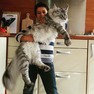 Amazing cute large maine coon