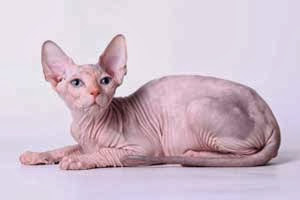 Sphynx