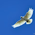 Corella in flight