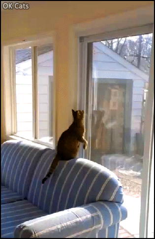 Funny Cat GIF • Cat jumps to catch a fly on the window but FAILs!  Well, gravity wins again [ok-cats.com]