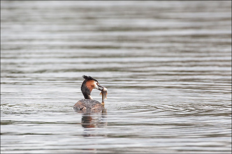 Great Crested Grebe catching fish