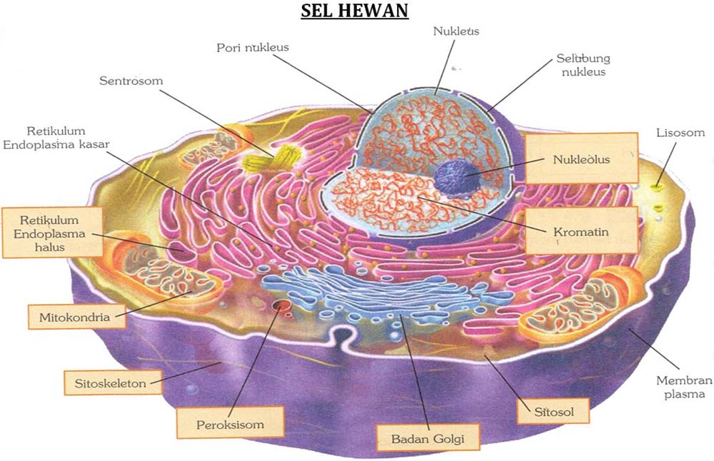 20 Perbedaan  Sel Hewan  dan  Sel Tumbuhan  Kumpulan