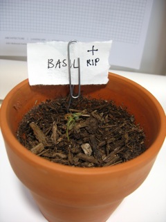 RIP Basil.jpg
